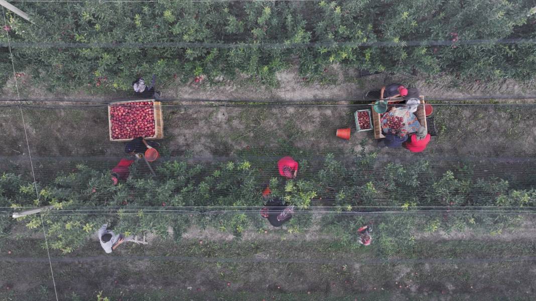 Kayseri'de hasat edildi: 90 bin tonunu satın almak için Kanada, Rusya ve Hindistan sıraya girdi 3